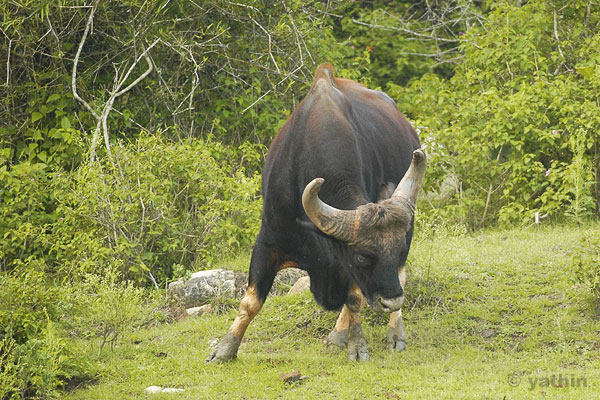 Image:Gaur_bandipur.jpg