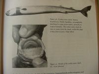 Cookiecutter shark