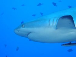 A Grey Reef Shark.