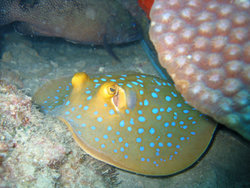 Blue Spotted Stingray, Taeniura lymma