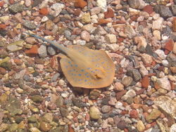 A stingray on the beach with unusually clear water in Eilat, Israel