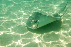 Stingray City in Grand Cayman allows swimmers, snorkelers, and divers to swim and feed stingrays.